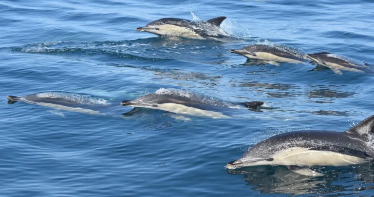 Observação De Golfinhos + Grutas Locais