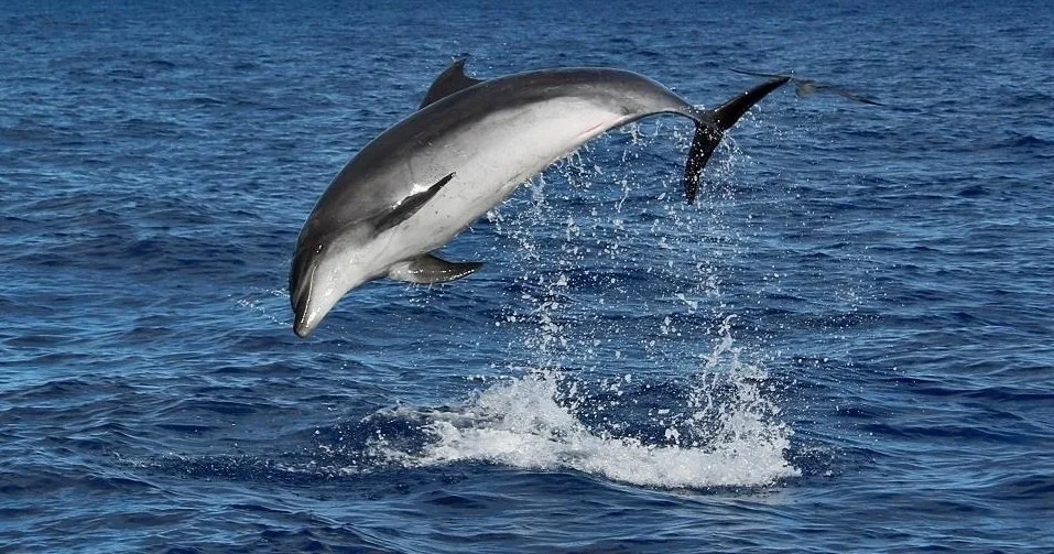 Miranda yacht - Whale and Dolphin Watching