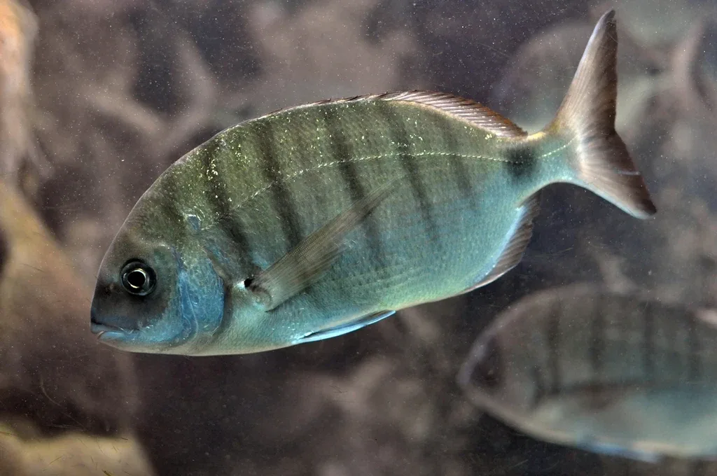 Pesca aos Sargos