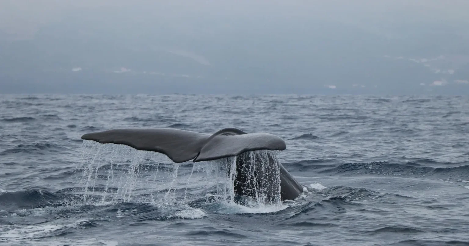 Faial Whale Watching • Private • Call to Book