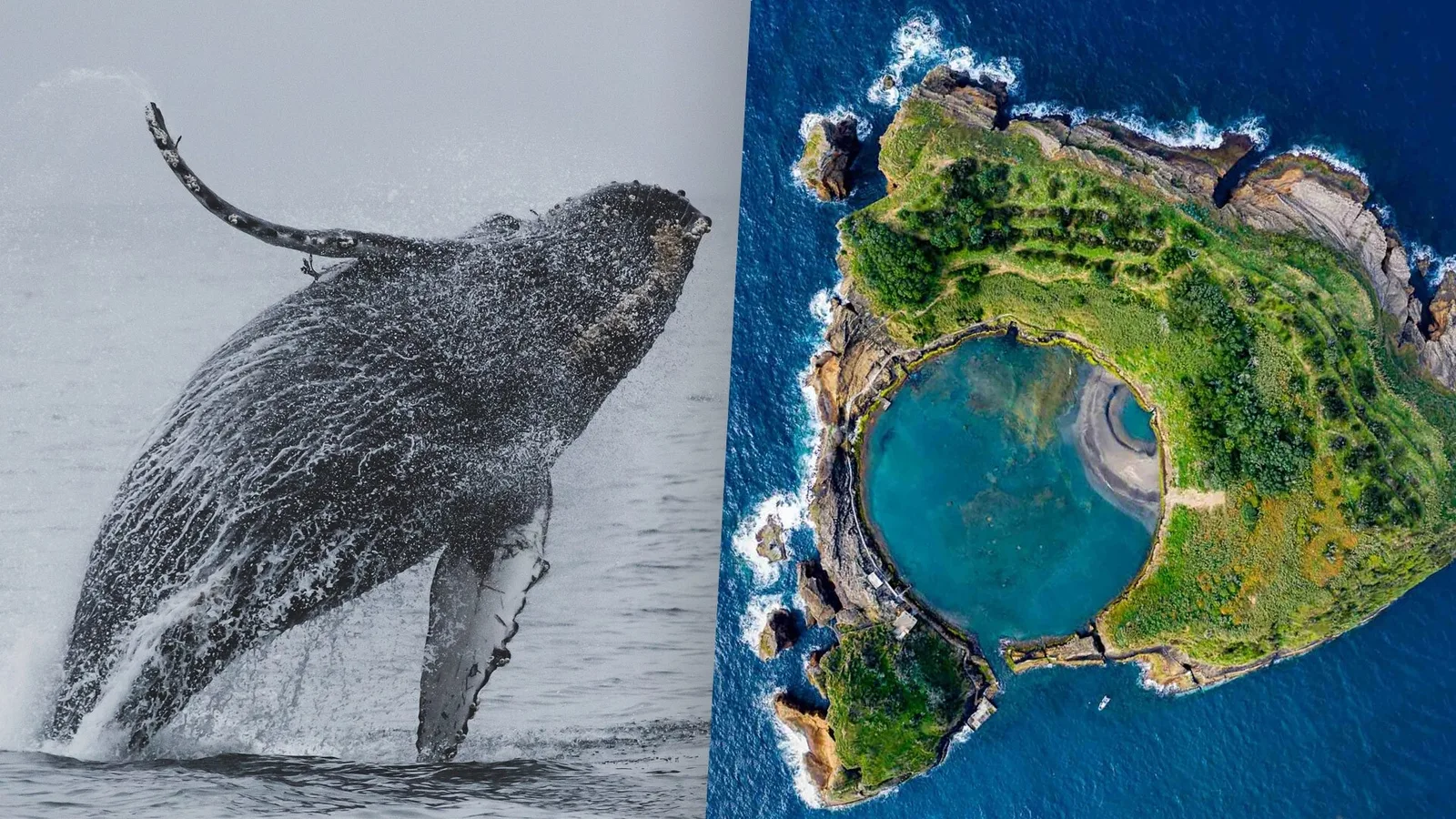 Observação de Baleias e Golfinhos + Ilhéu de Vila Franca - Dia Inteiro