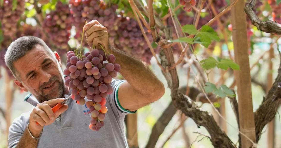 Seedless Grapes Farm Experience