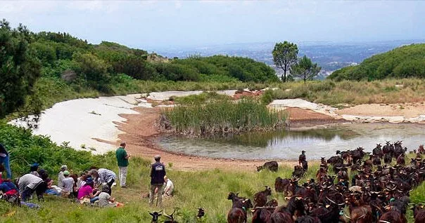 Private Tour Route of the Shepherd: Dare to be a shepherd of a flock of goats!