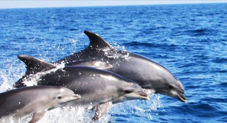 Boat Tour Dolphins & Caves