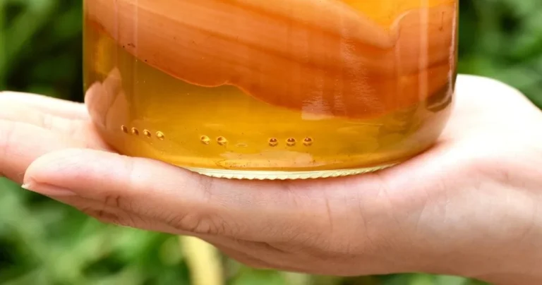Wild Fermented Drinks Experience