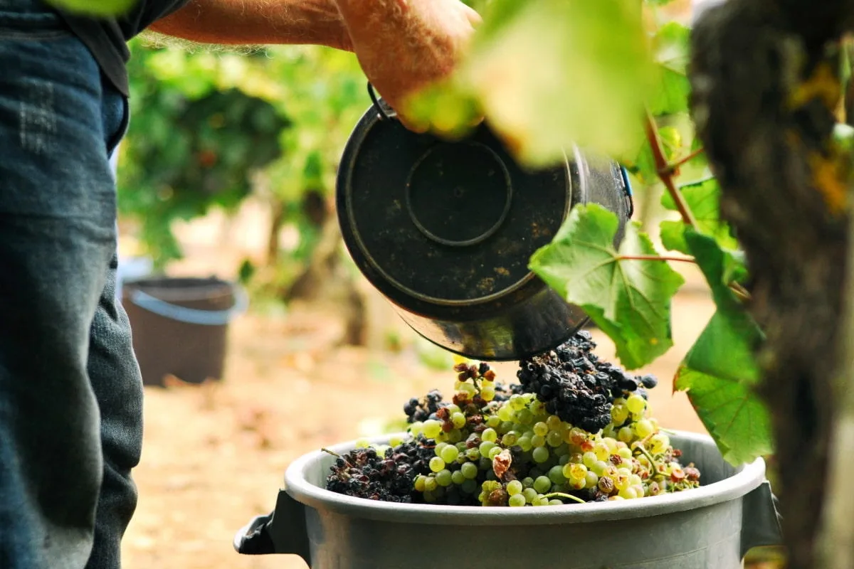Vinho Verde Wine-Tour Privado (Tudo Incluído)
