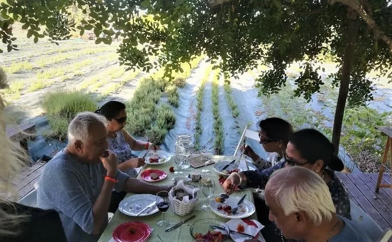 PICNIC in the Aromatic Herbs Plantation