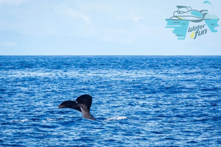 Mix observation des baleines + coucher de soleil