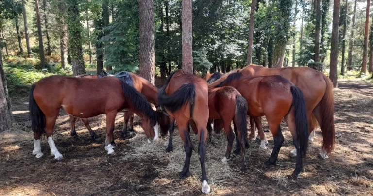 Passeio a Cavalo no Gerês + Passeio de Jipe