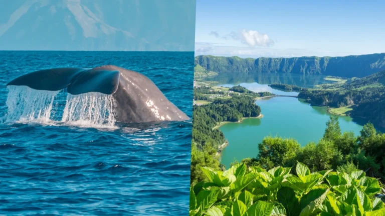 Observação de Baleias e Golfinhos + Jeep Tour às Sete Cidades - Dia Inteiro