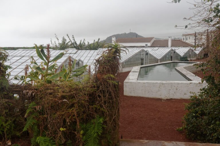 The pineapple plantation of Augusto Arruda