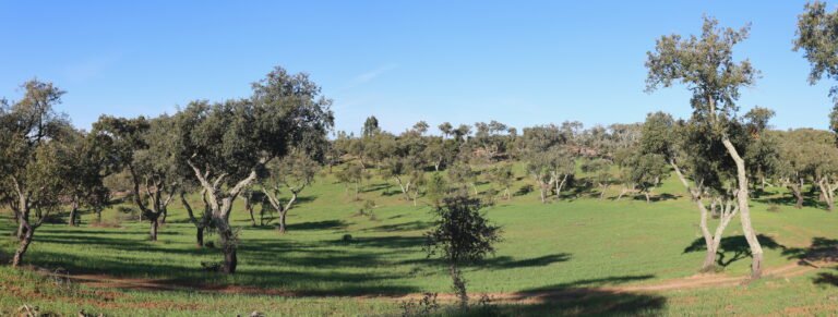 The stone circle of Almendres in its landscape