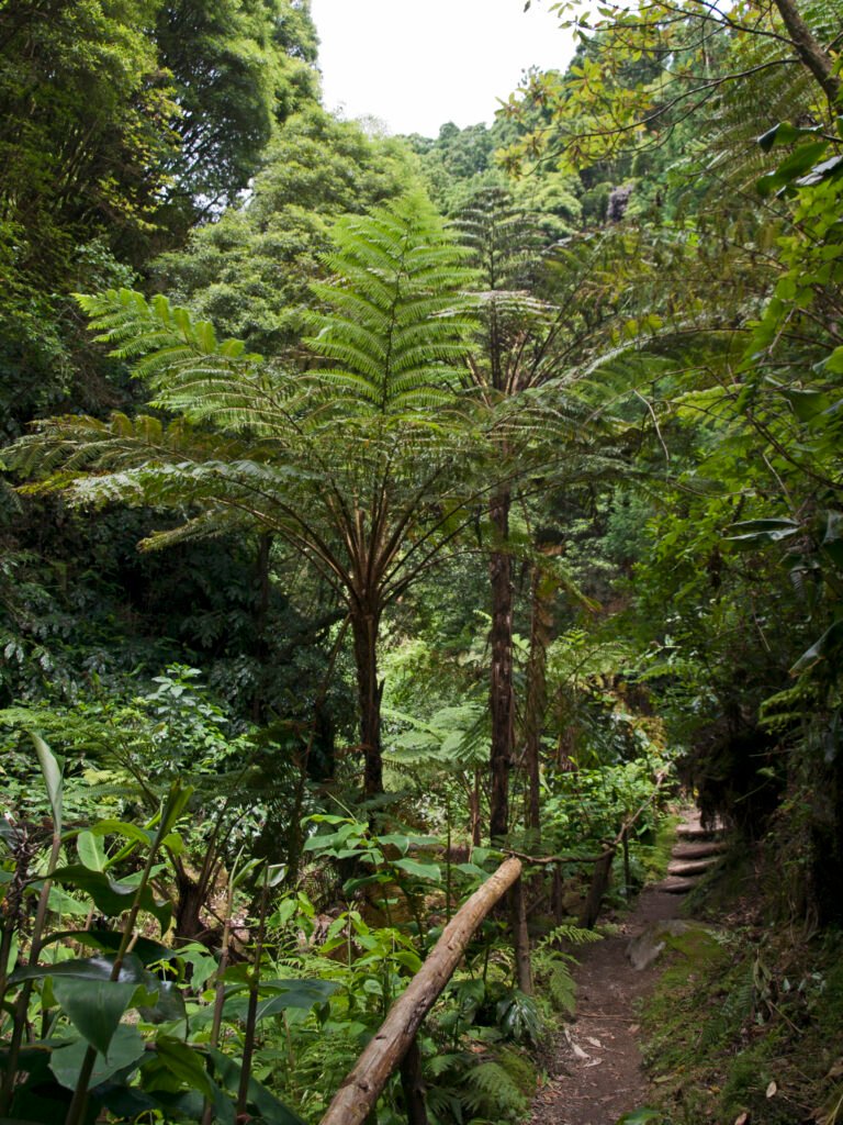 A tree fern in the Mata-Jardim José do Canto
