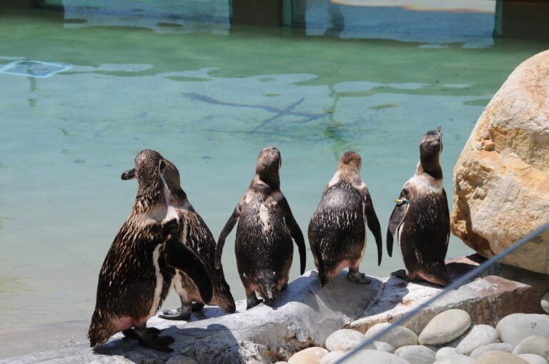 Penguins at the Zoo Santo Inácio