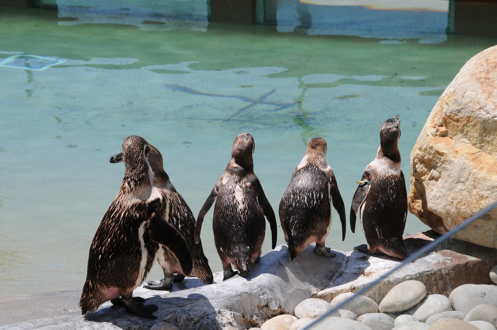 Penguins at the Zoo Santo Inácio