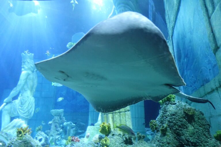 Inside the SEA LIFE Porto aquarium