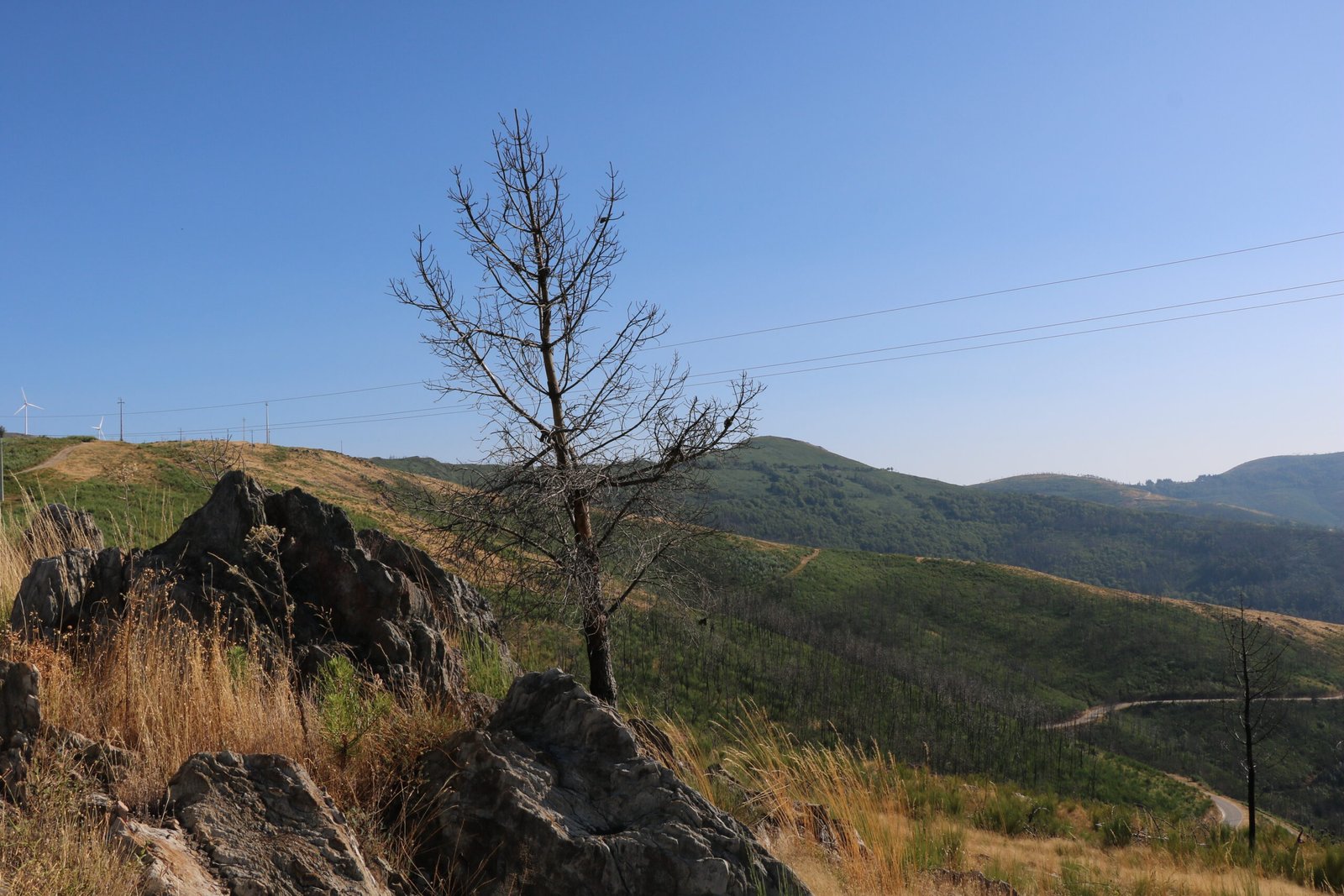 The Mata da Margaraça forest in the Serra do Açor