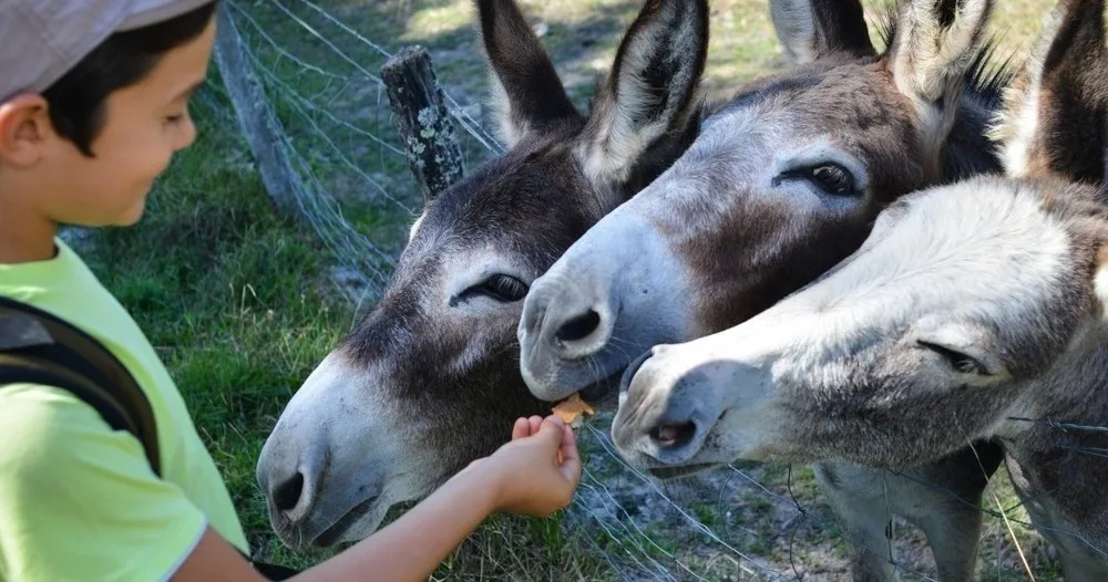 Orange Tasting Experience with Donkeys